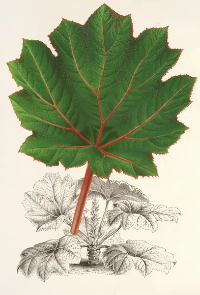 Gunnera brephogea av Charles Antoine Lemaire