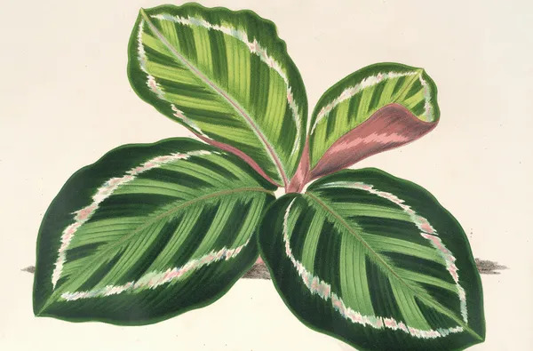 Maranta illustris av Charles Antoine Lemaire