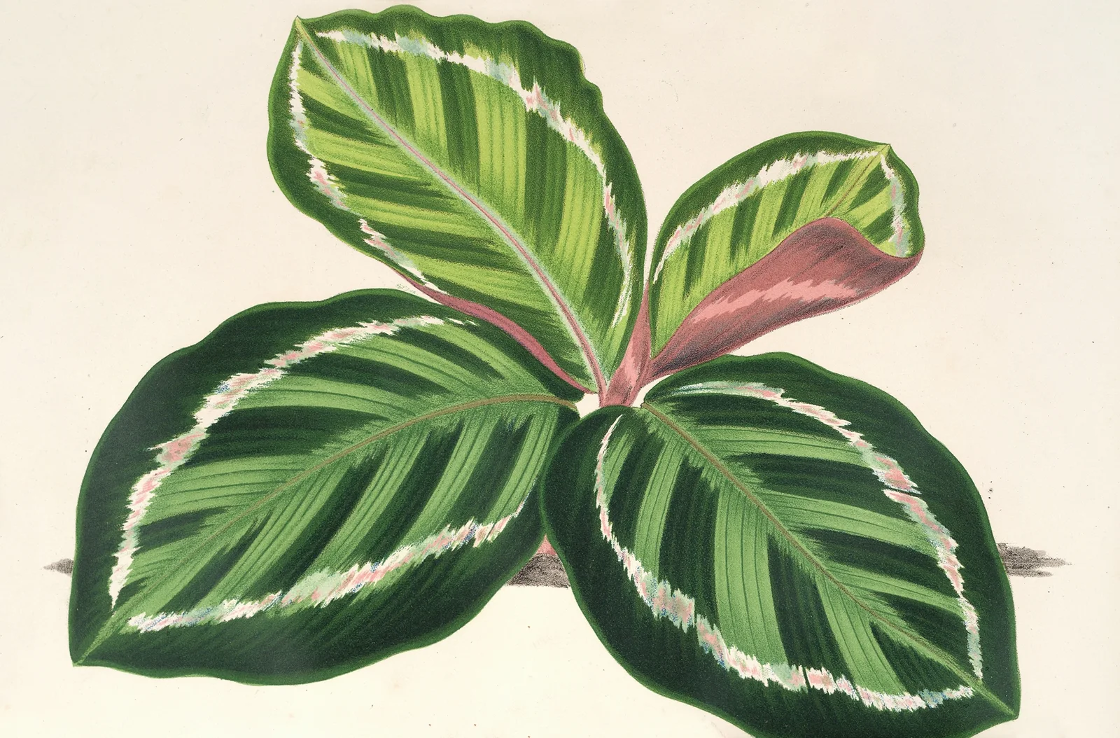 Maranta illustris av Charles Antoine Lemaire