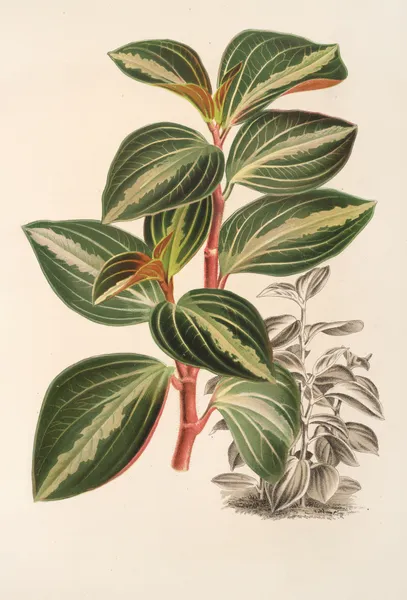 Peperomia velutina av Charles Antoine Lemaire