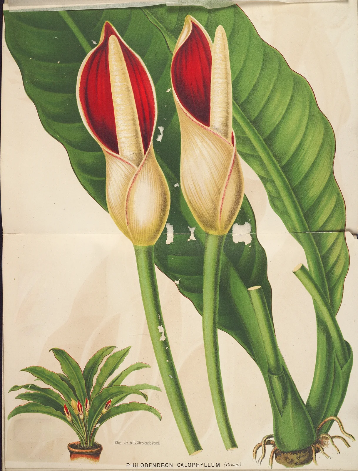 Philodendron calophyllum av Charles Antoine Lemaire