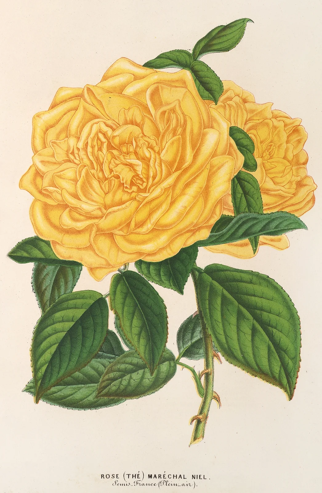 Rose (Thé) Maréchal Niel av Charles Antoine Lemaire