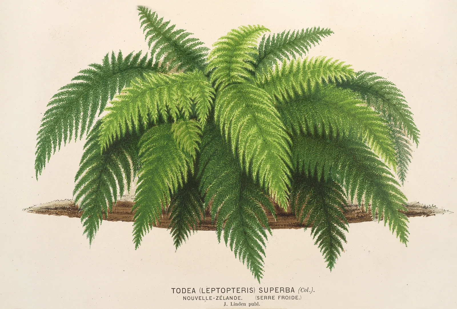 Todea (Leptopteris) superba av Charles Antoine Lemaire