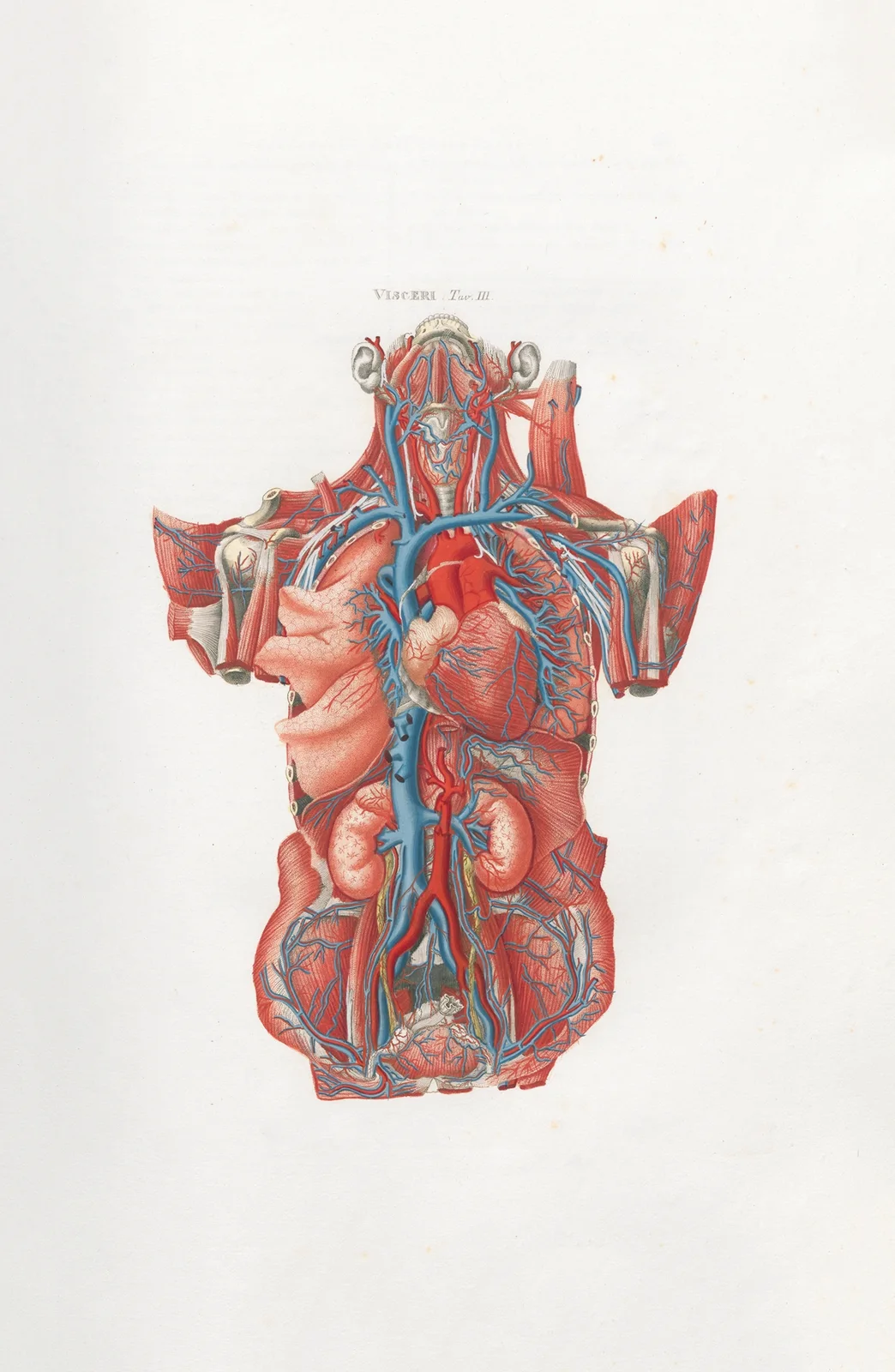 Anatomia Universale Pl.13 av Antonio Serantoni
