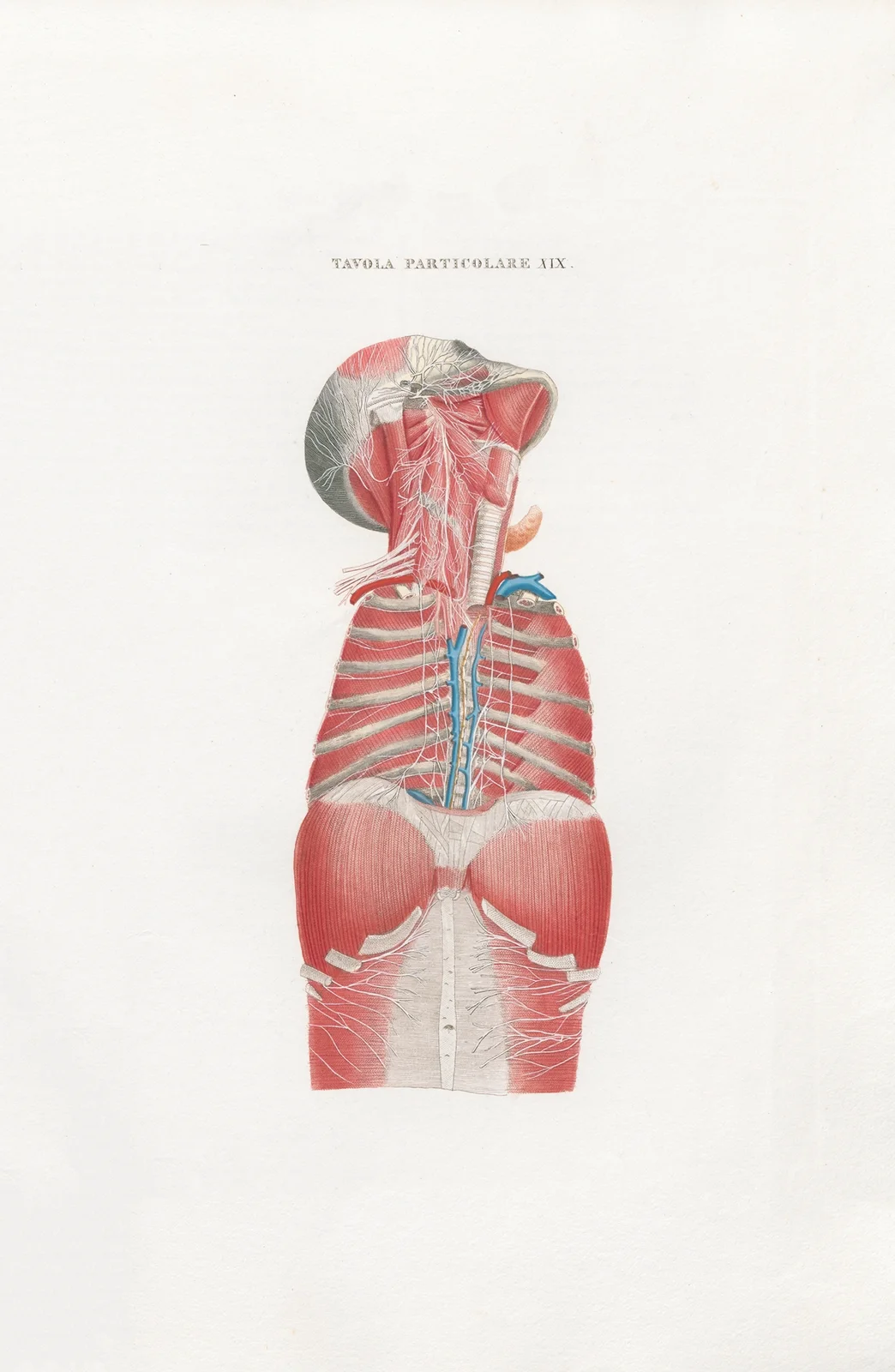 Anatomia Universale Pl.49 av Antonio Serantoni