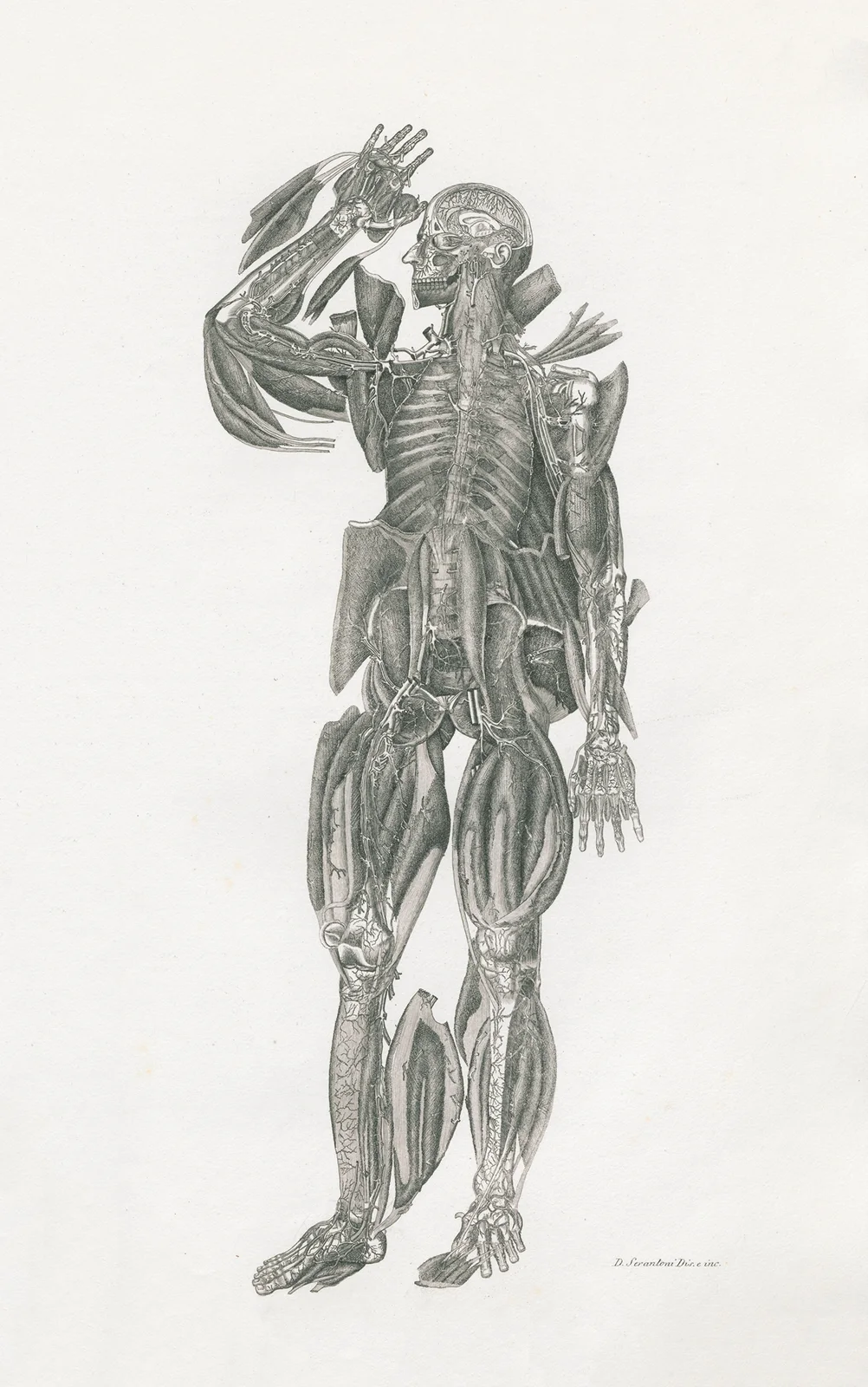 Anatomia Universale Pl.52 av Antonio Serantoni