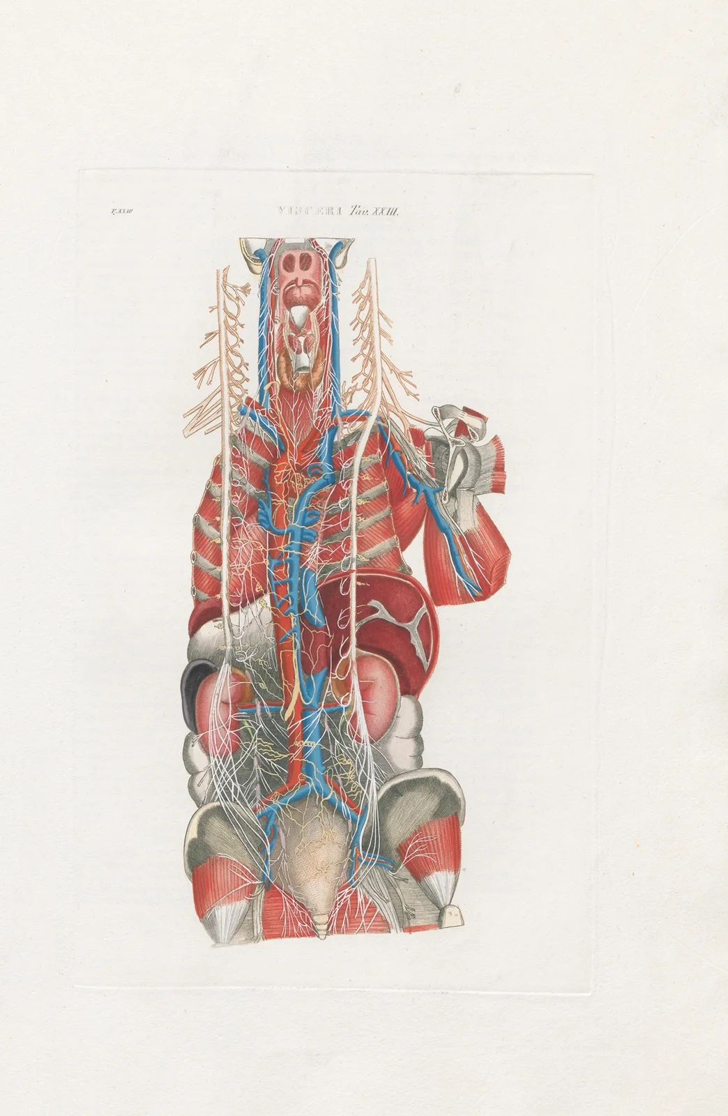 Anatomia Universale Pl.69 av Antonio Serantoni