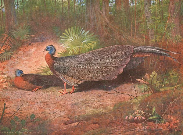 Bornean Argus Pheasant av Archibald Thorburn