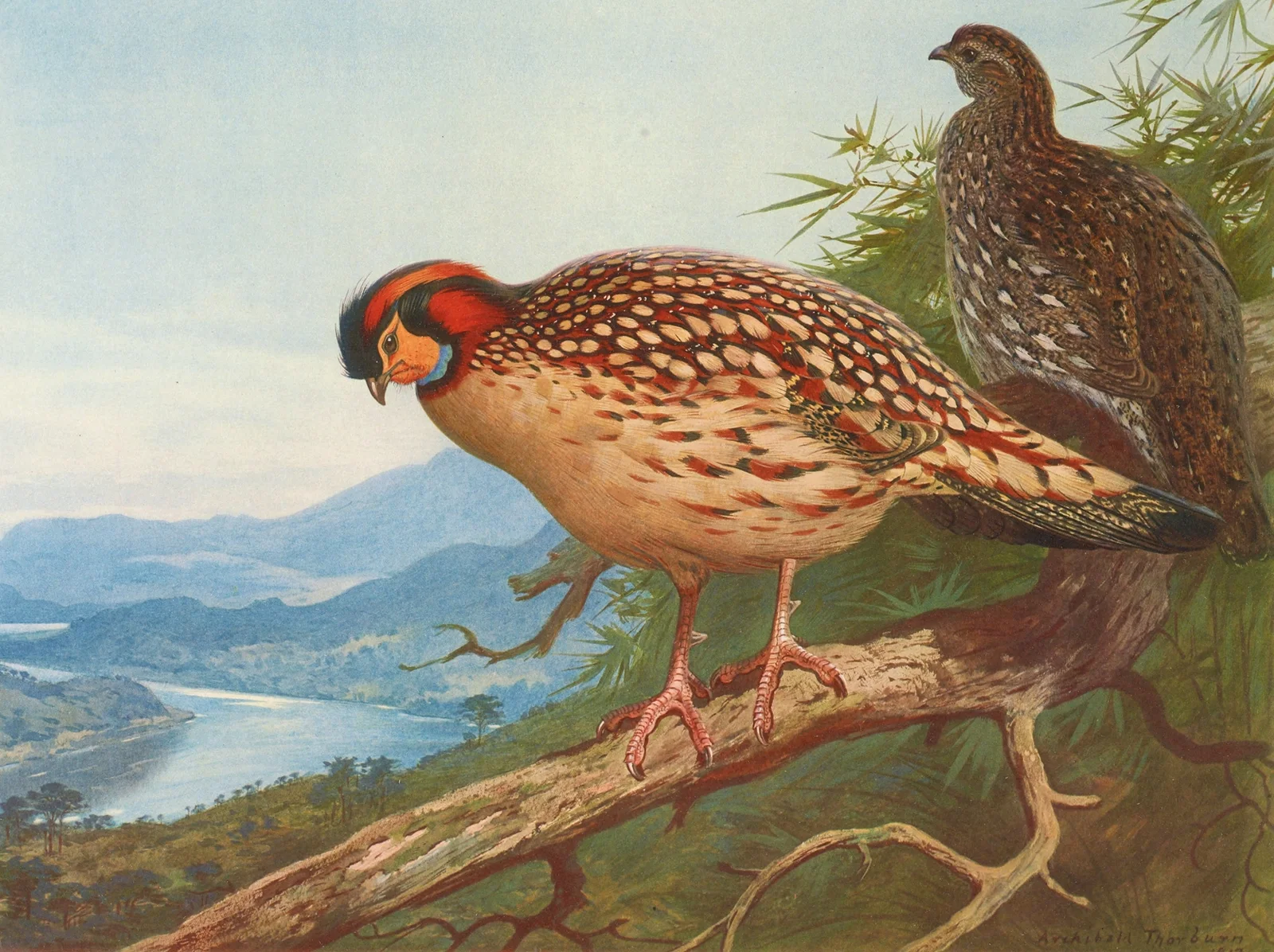 Cabot’s Tragopan av Archibald Thorburn