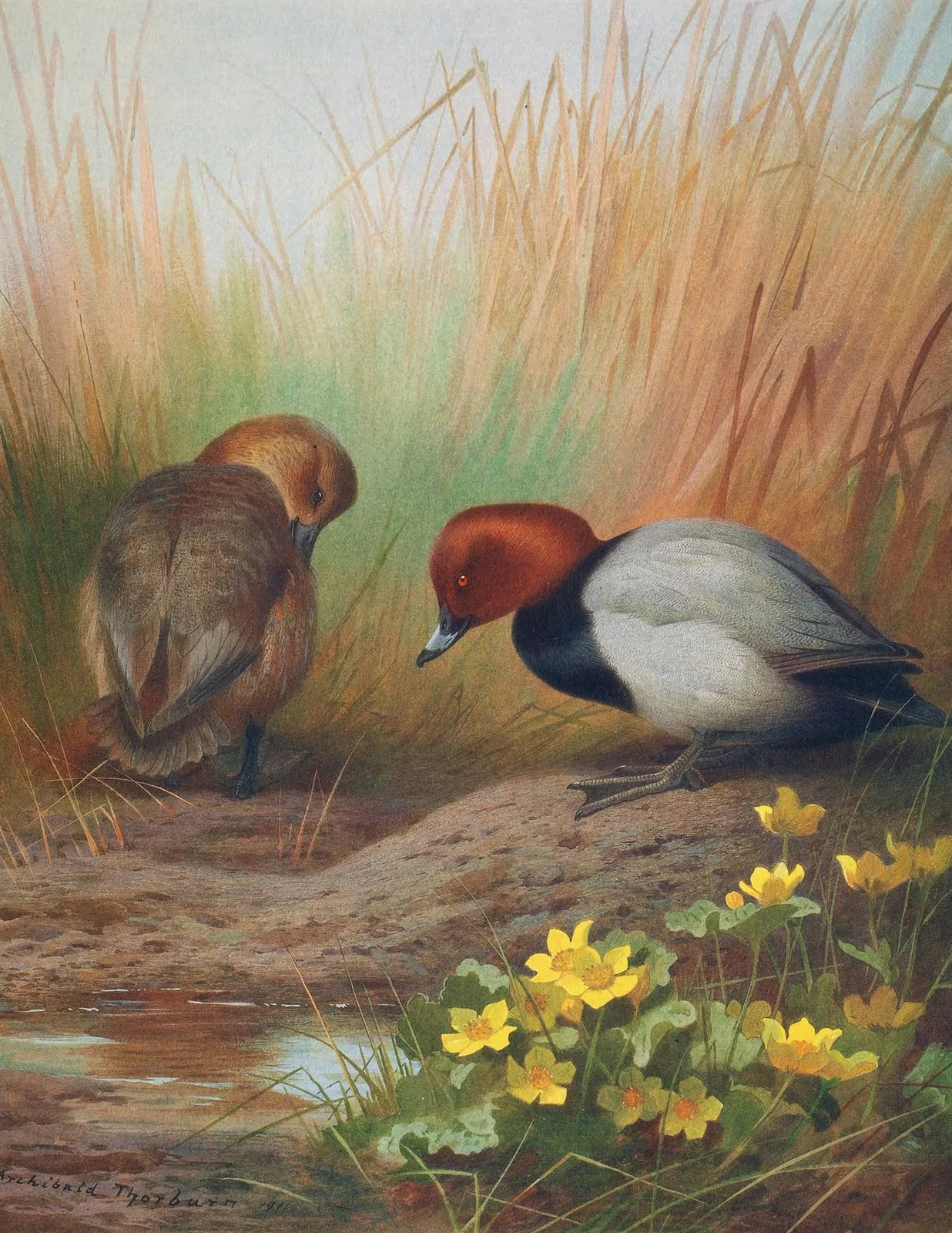 Common Pochard av Archibald Thorburn