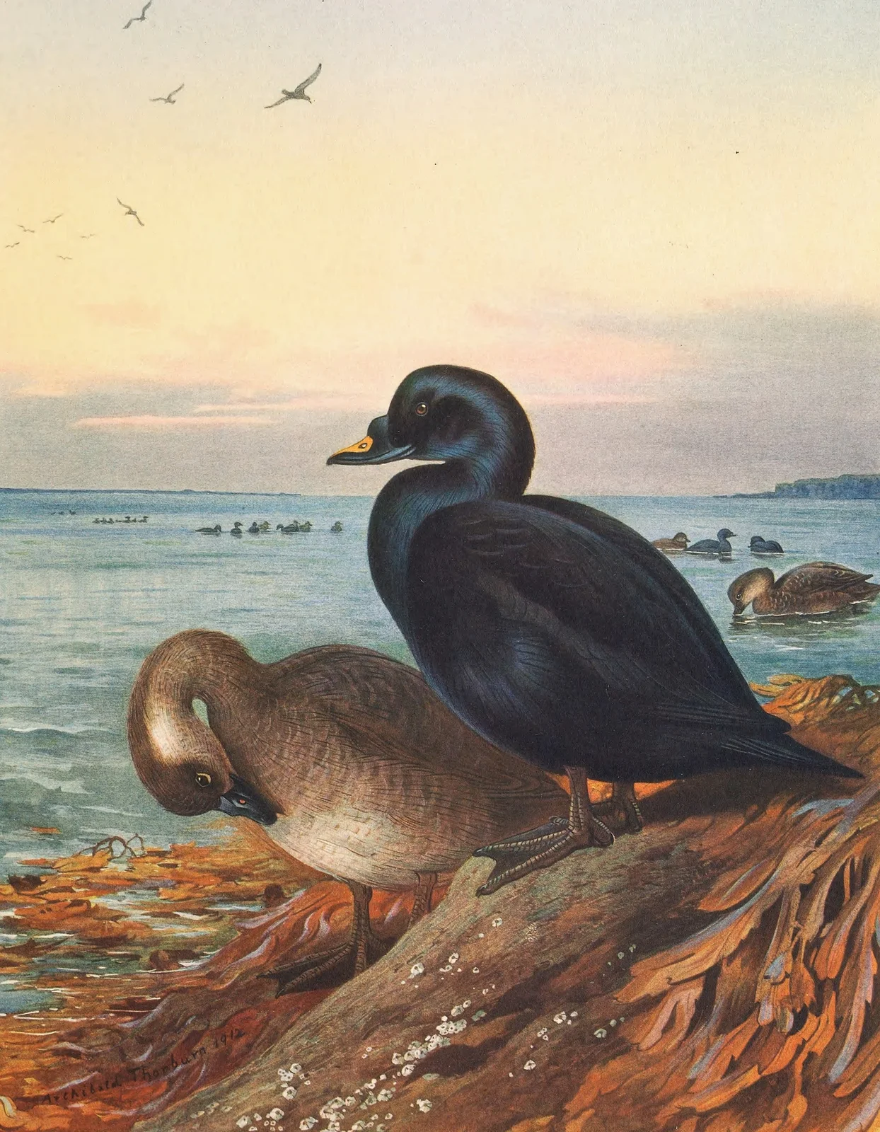 Common Scoter av Archibald Thorburn