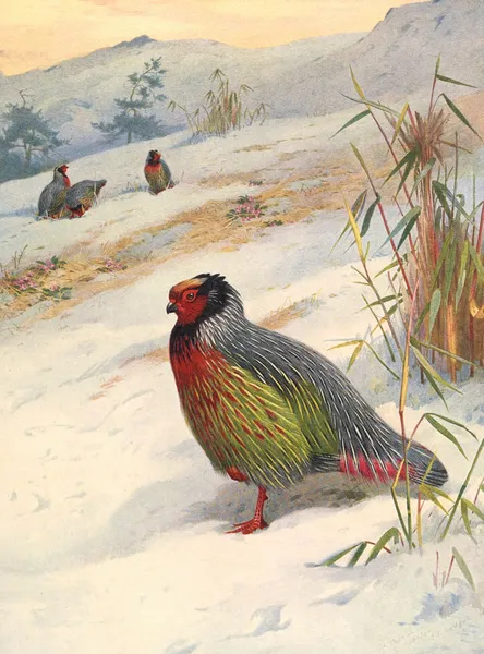 Kuser’s Blood Partridge av Archibald Thorburn