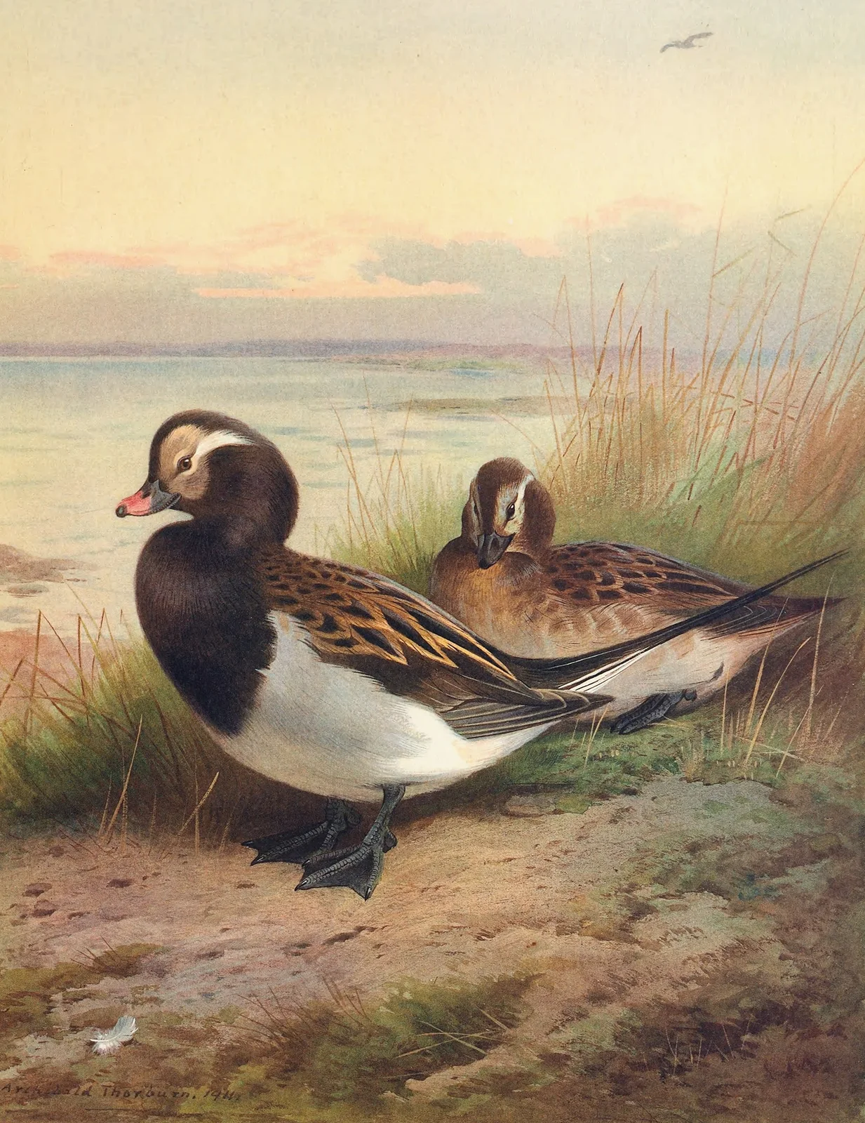 Long-Tailed Duck (Summer), 1913 – nr 2 av Archibald Thorburn
