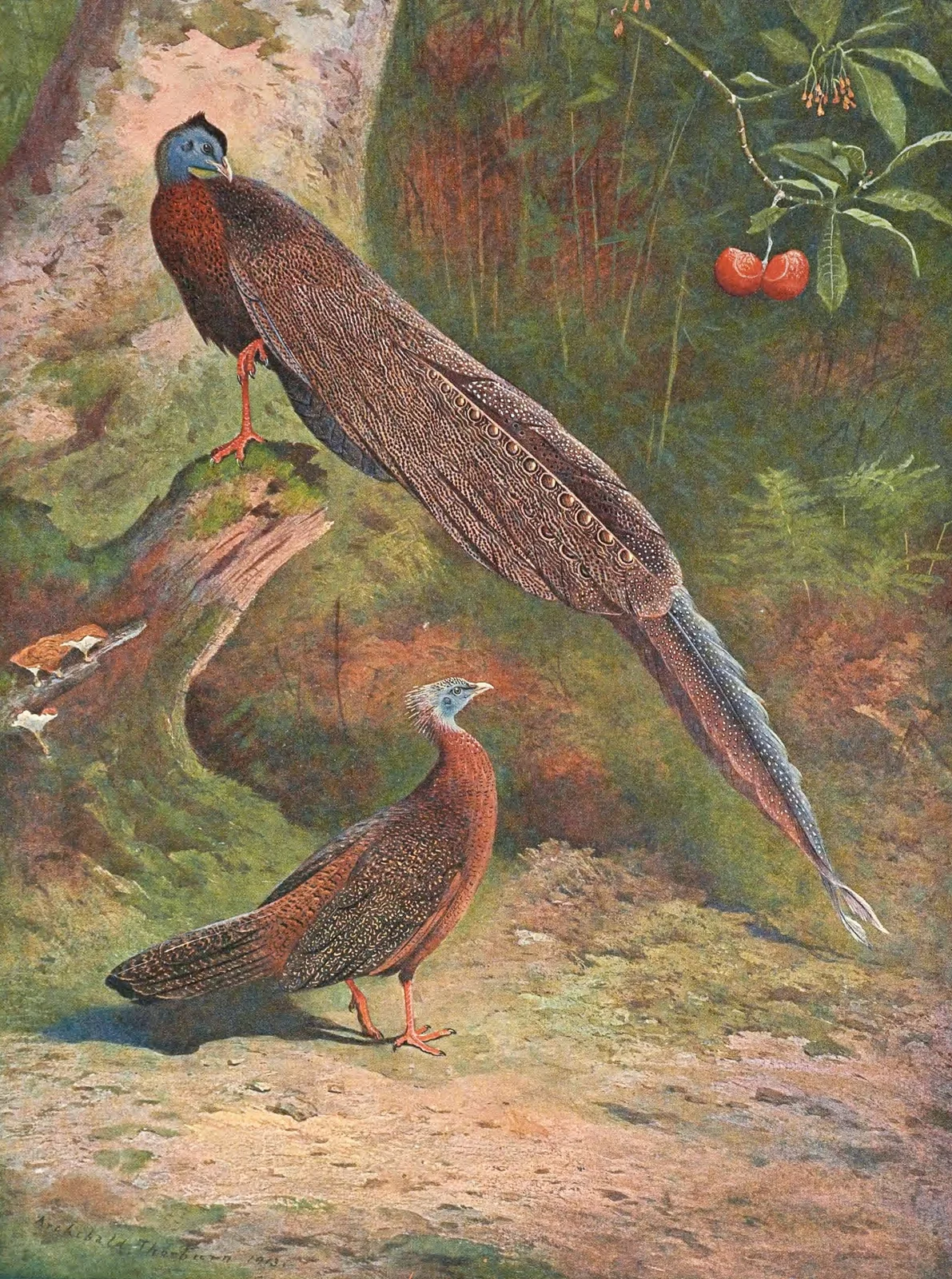 Malay Argus Pheasant av Archibald Thorburn
