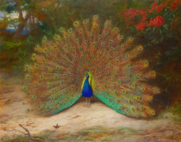 Peacock And Peacock Butterfly av Archibald Thorburn