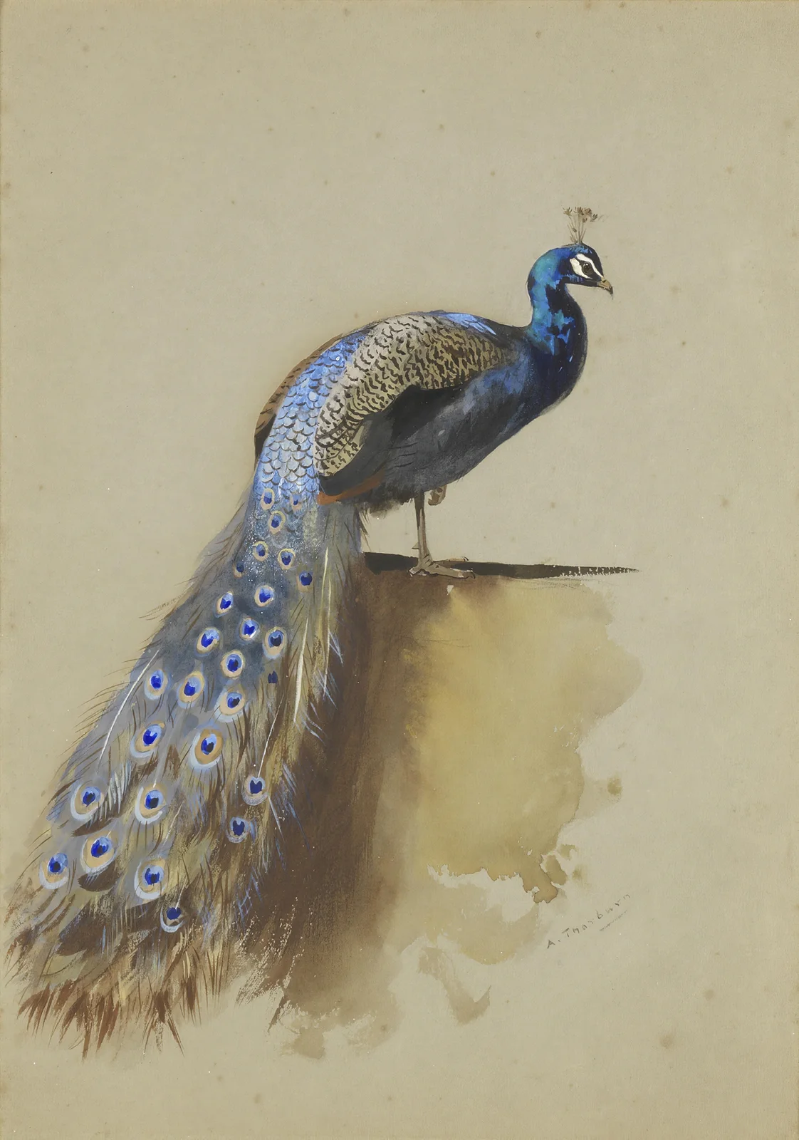 Peacock av Archibald Thorburn