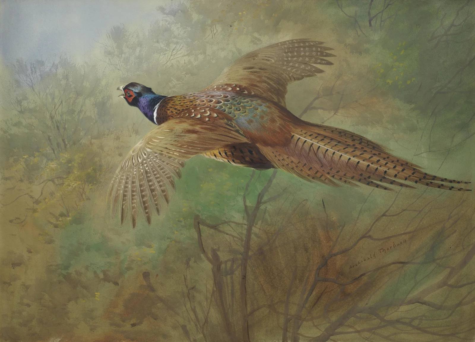 Pheasant In Flight av Archibald Thorburn