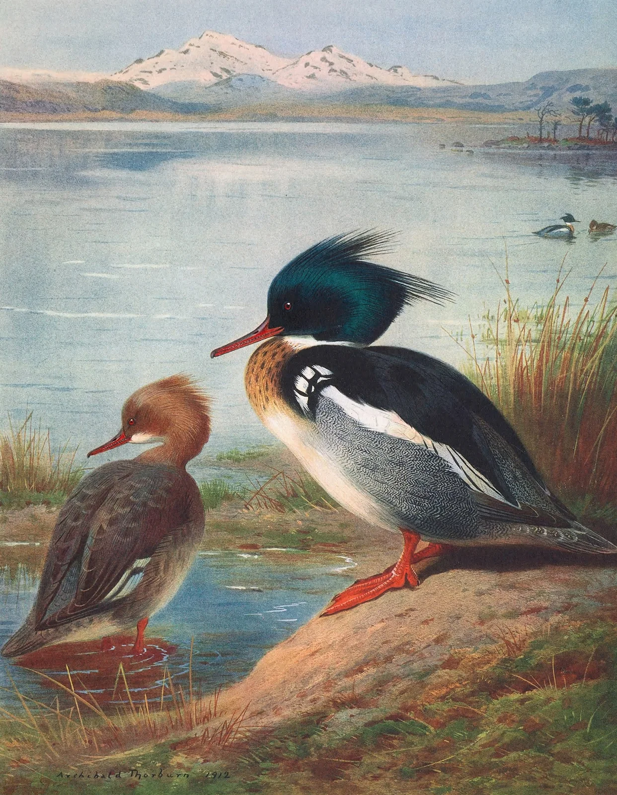 Red-Breasted Merganser av Archibald Thorburn