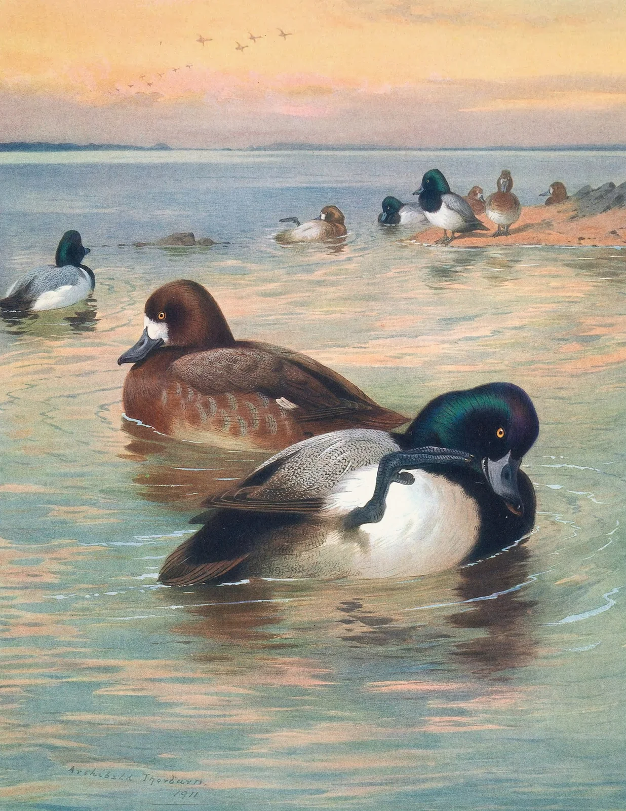 Scaup Duck av Archibald Thorburn