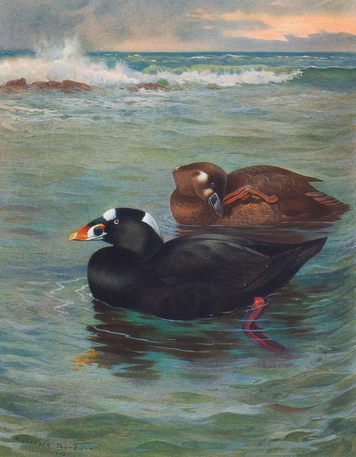 Surf-Scoter av Archibald Thorburn