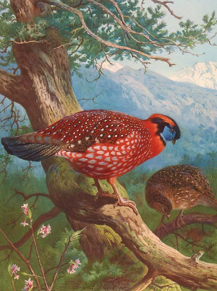 Temminck’s Tragopan av Archibald Thorburn