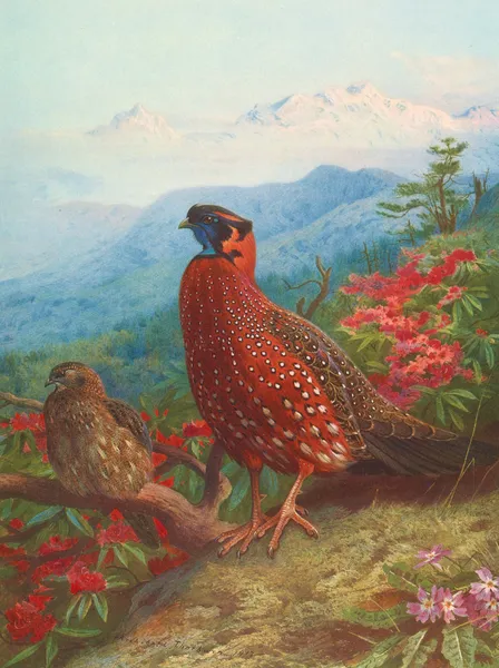 The Satyr Tragopan av Archibald Thorburn
