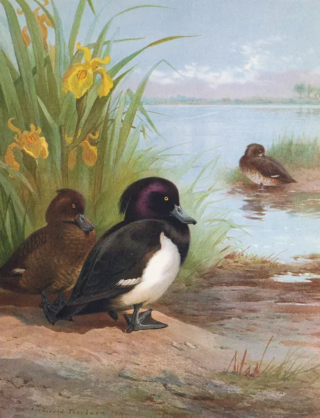 Tufted Duck av Archibald Thorburn