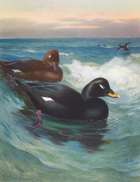 Velvet-Scoter av Archibald Thorburn