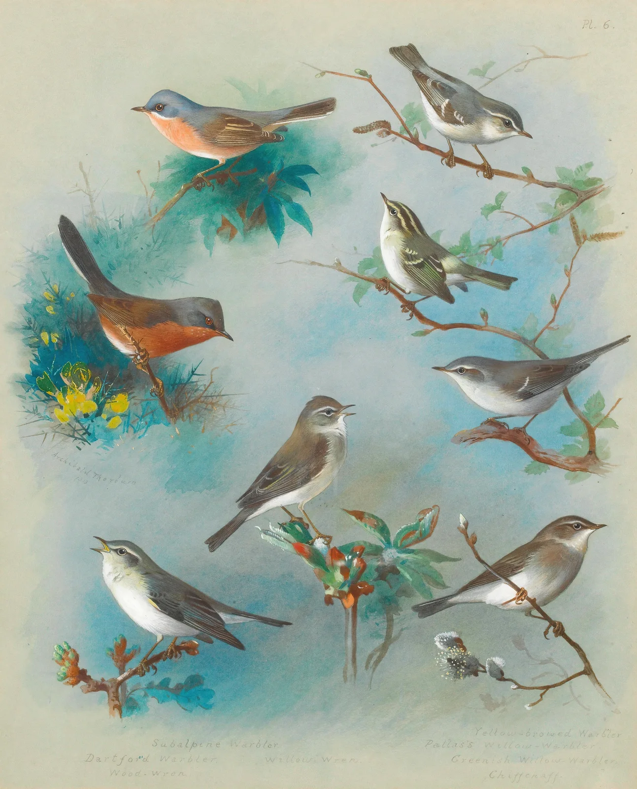 Warbler And Wrens av Archibald Thorburn