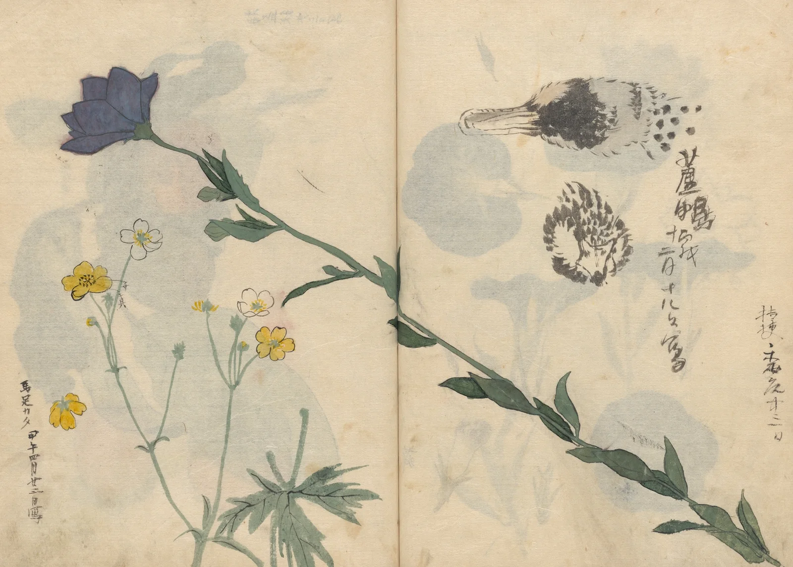 Sketchbook Pl.013 av Ariyoshi Kondo