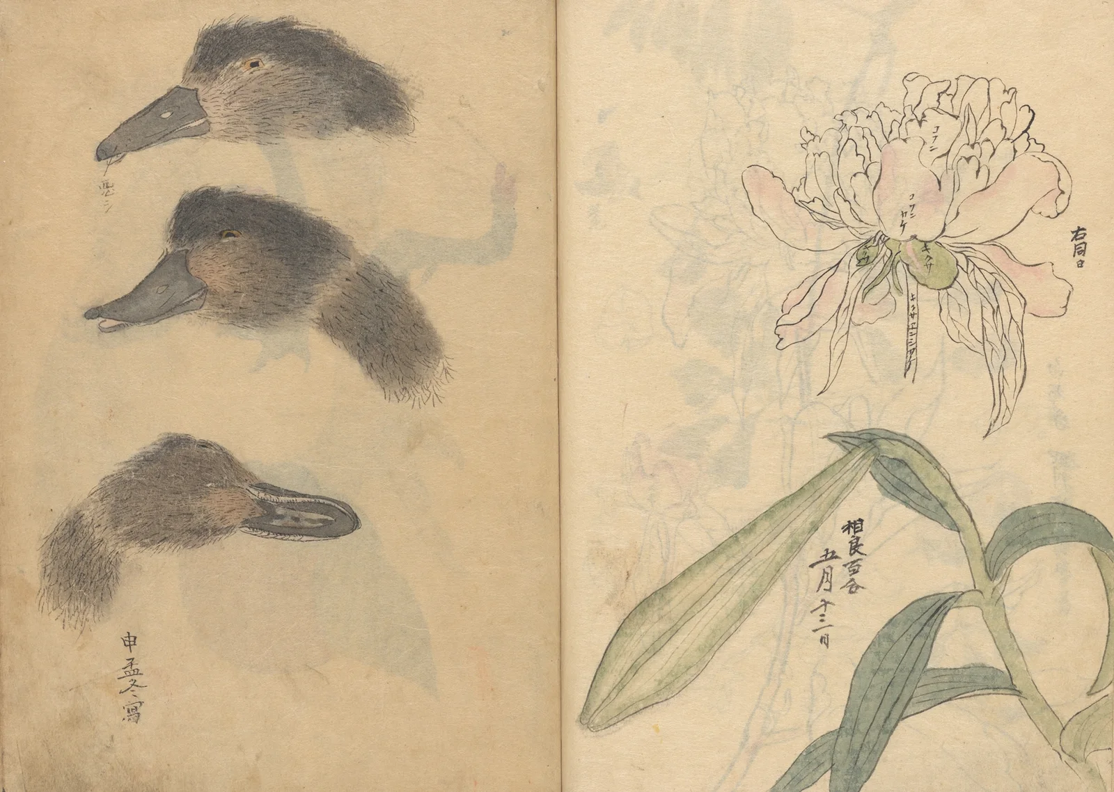 Sketchbook Pl.014 av Ariyoshi Kondo