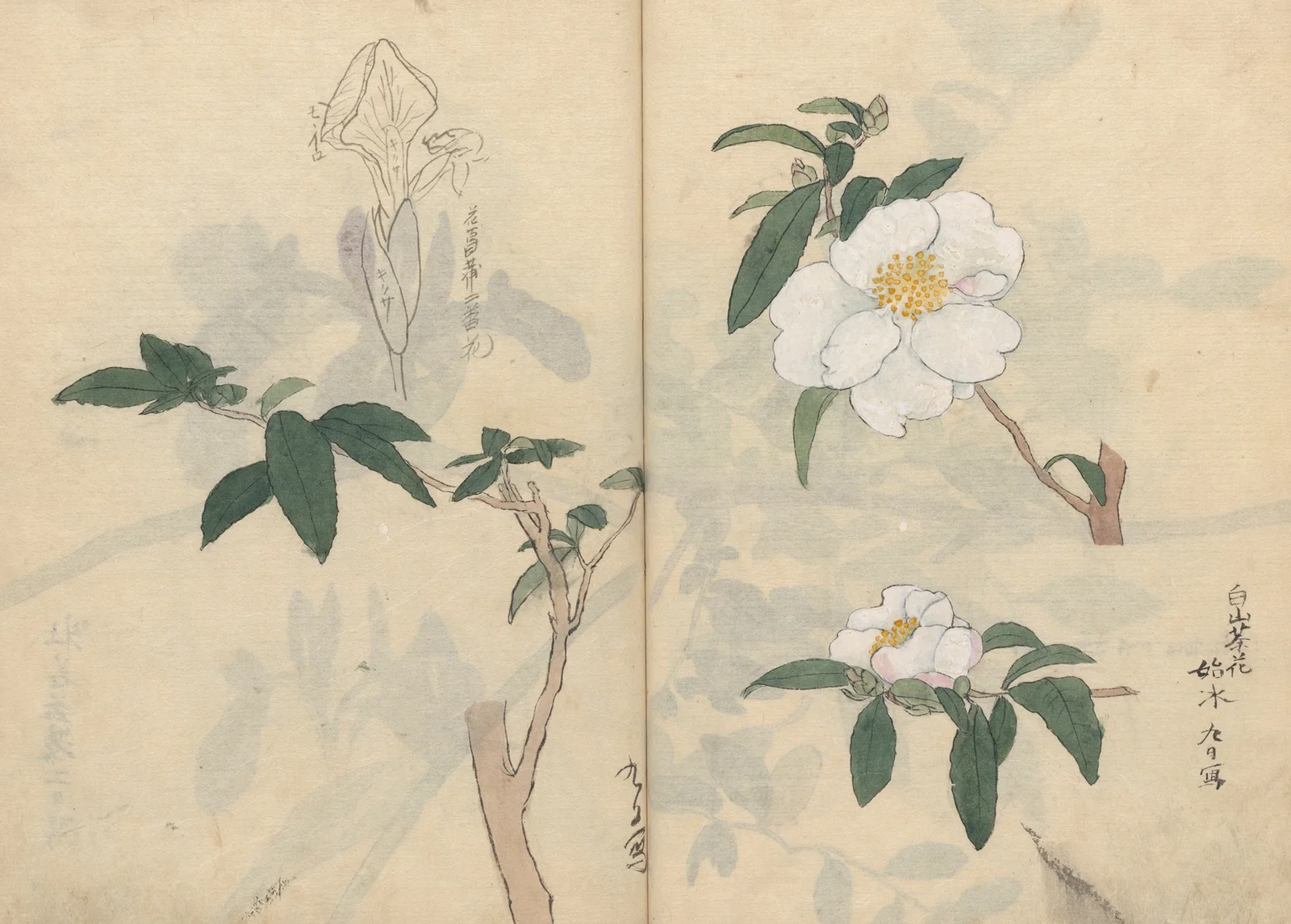 Sketchbook Pl.030 av Ariyoshi Kondo