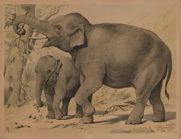 Elefant av Oluf August Hermansen