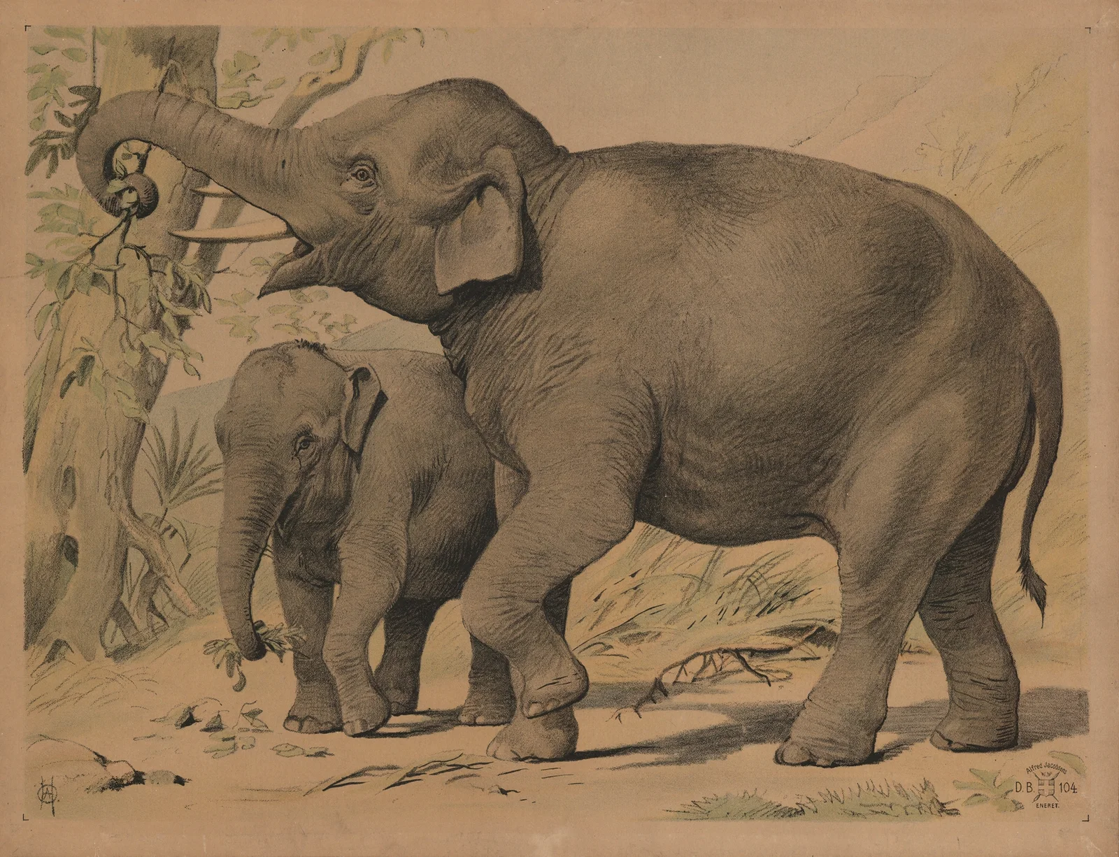 Elefant av Oluf August Hermansen