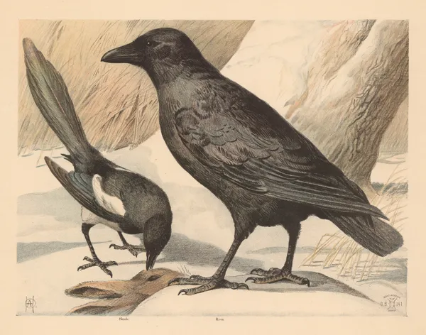 Ravn og skade av Oluf August Hermansen