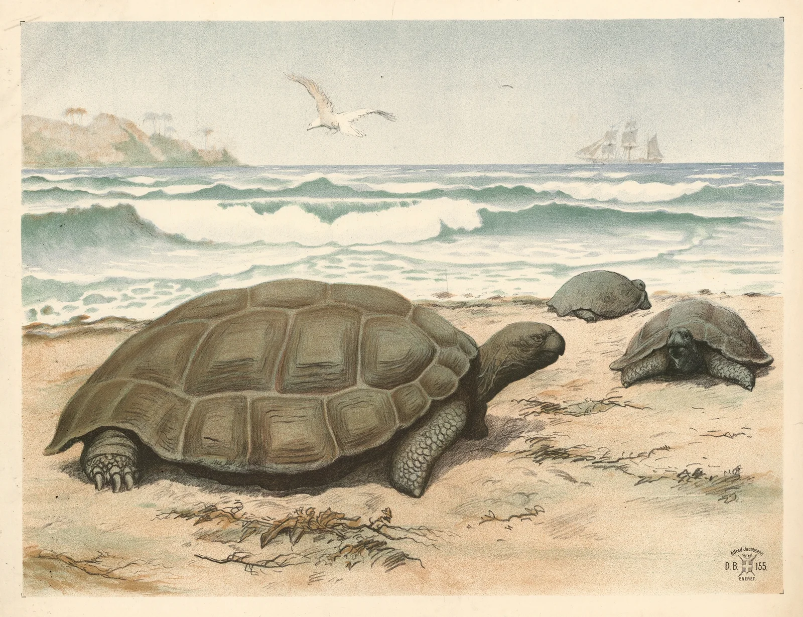 Skildpadde av Oluf August Hermansen