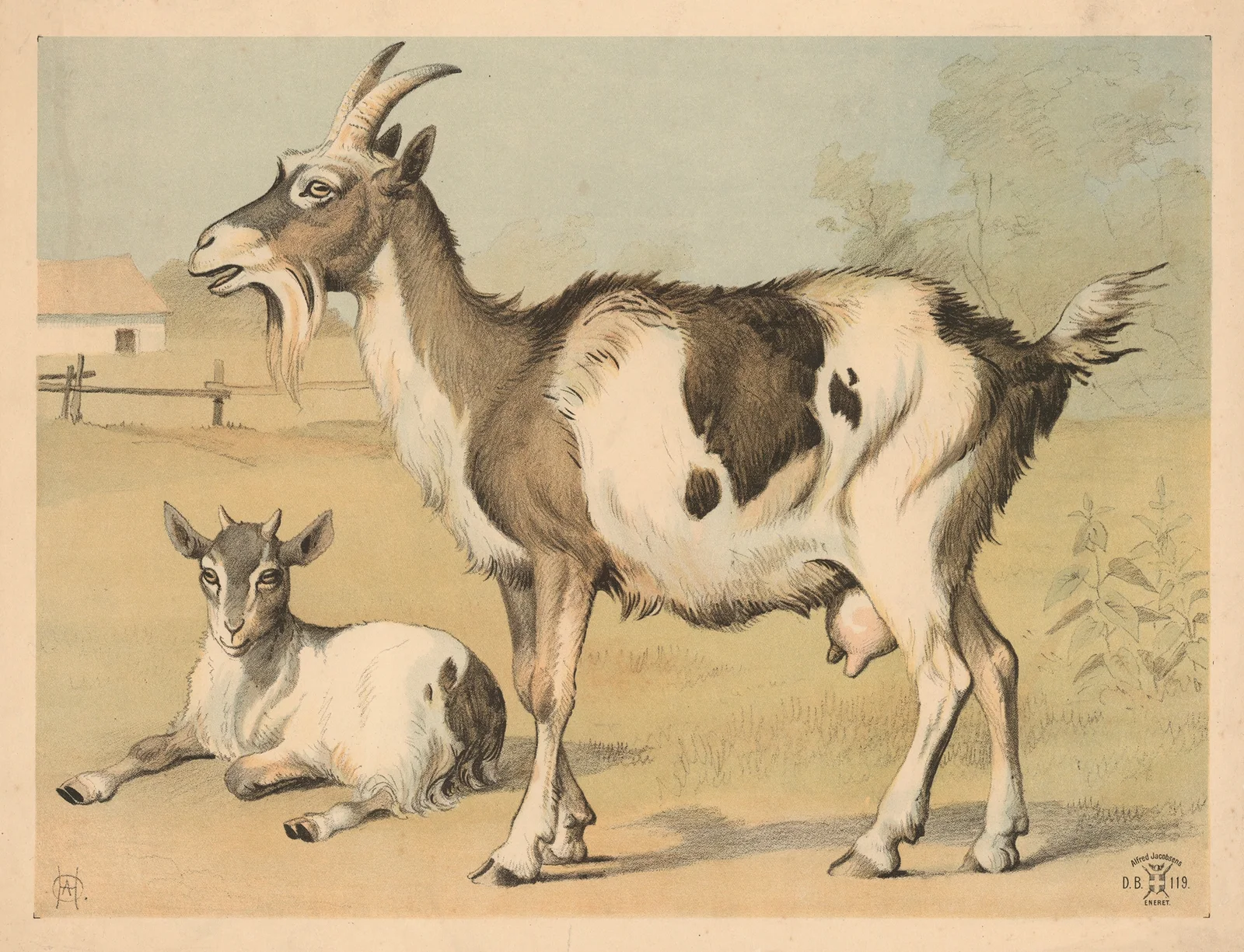Tamged av Oluf August Hermansen