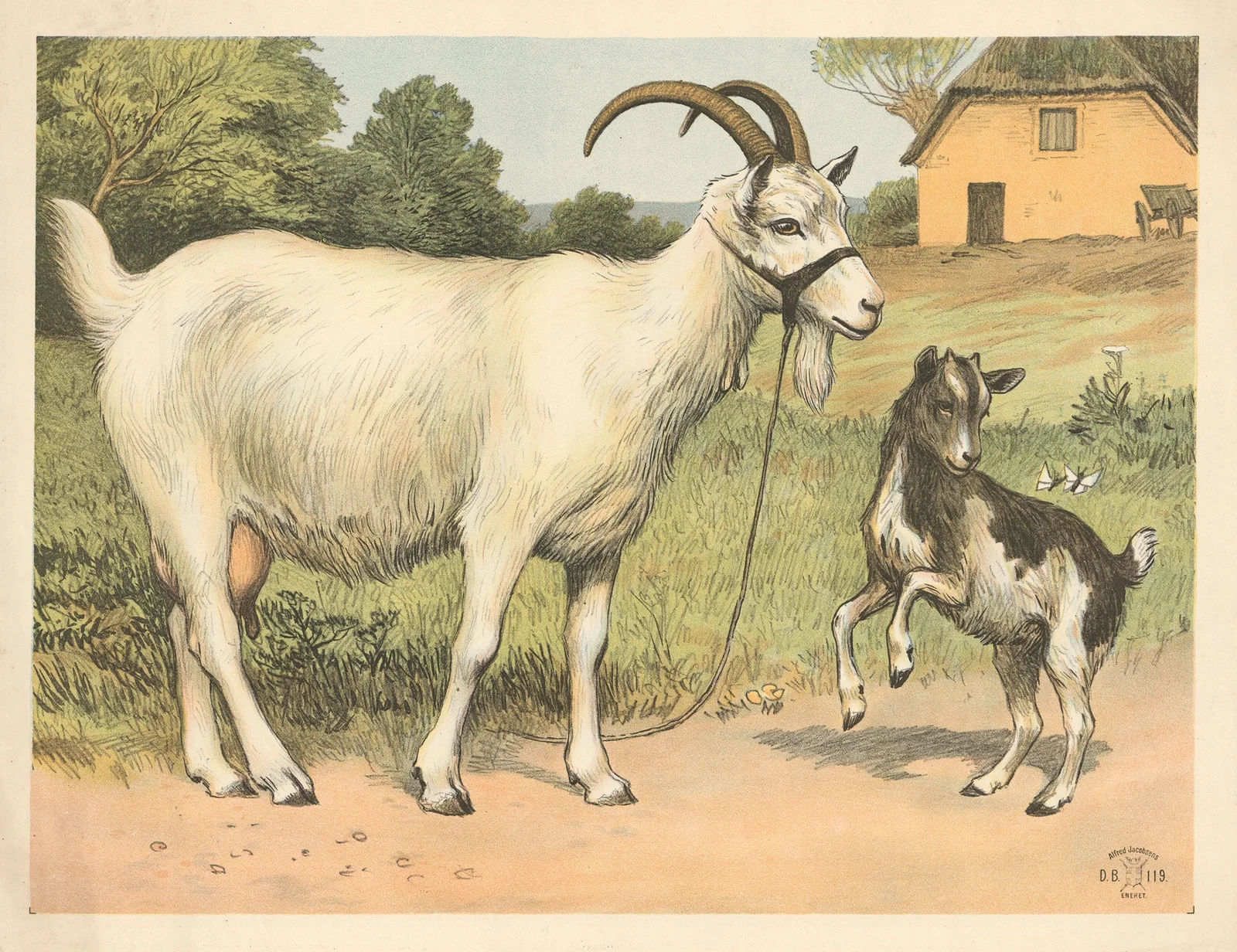 Tamged (variant) av Oluf August Hermansen