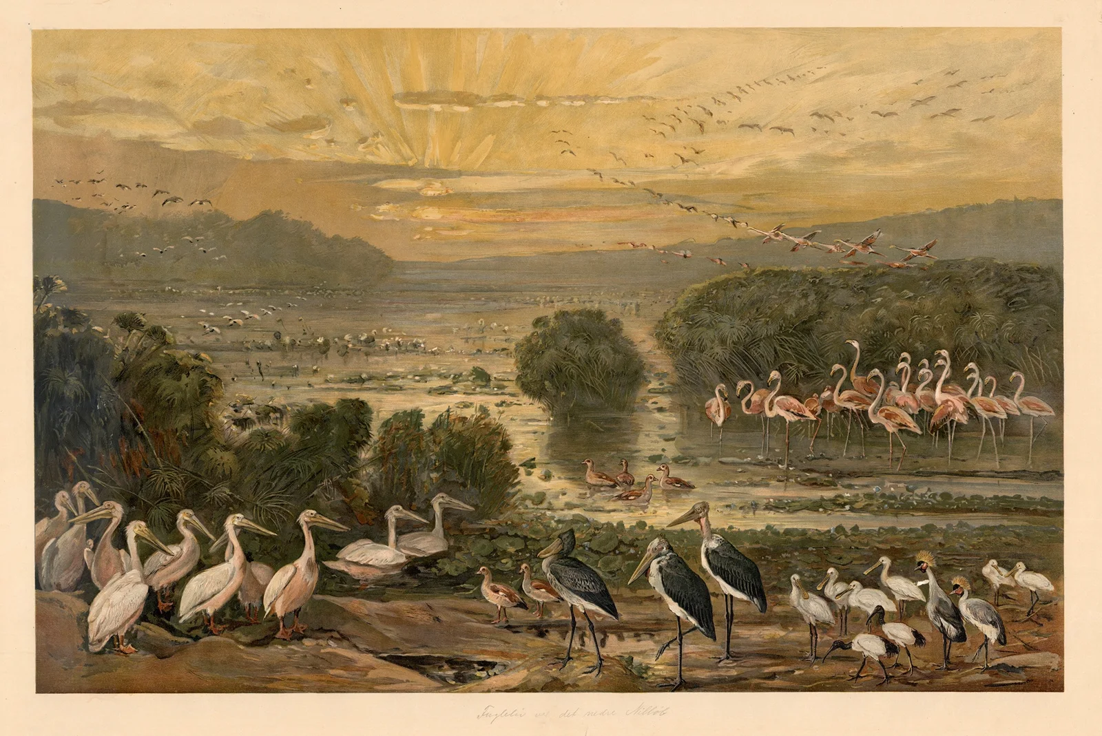 Bird life on the upper Nile av August Specht