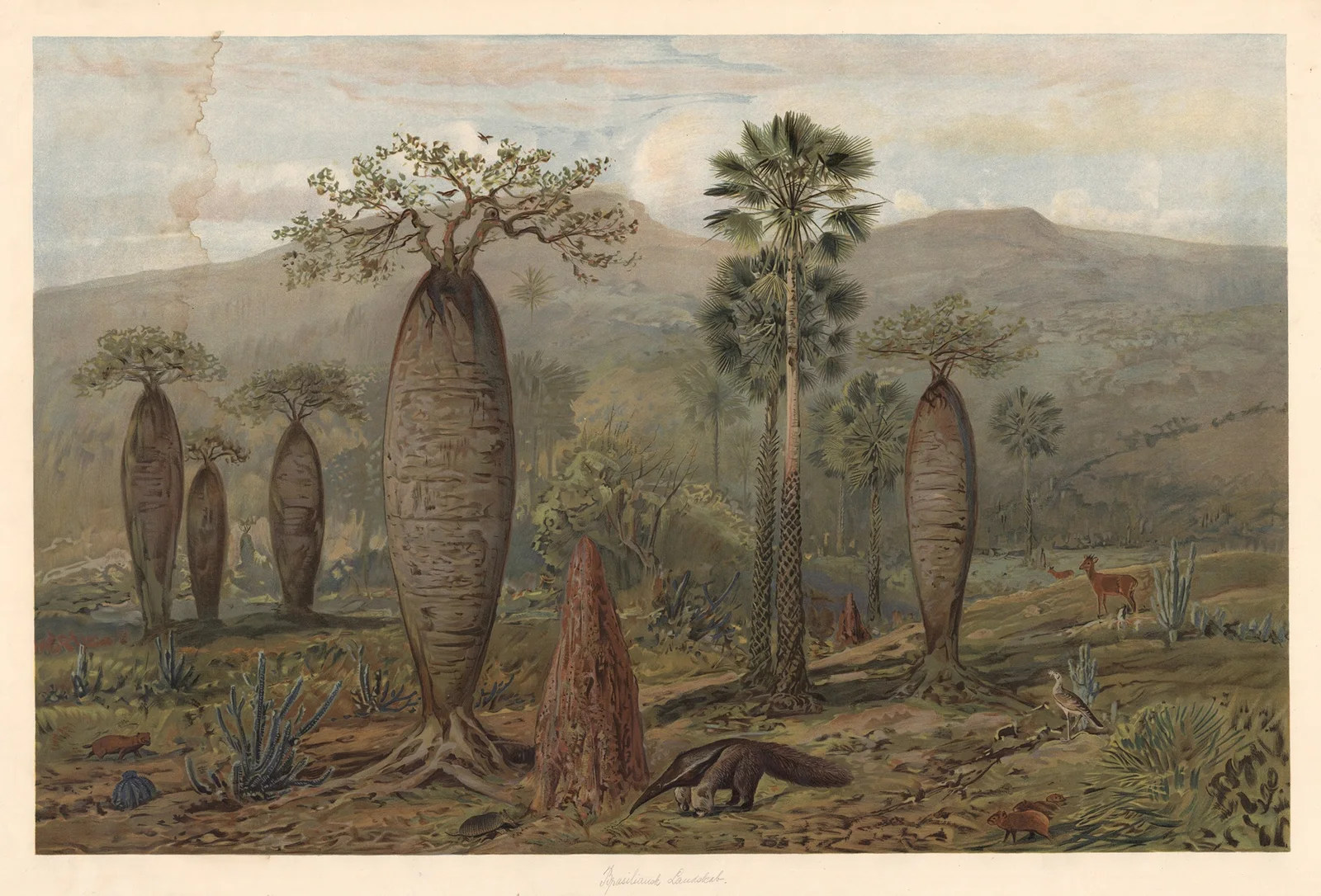 Brazilian mountain landscape av August Specht