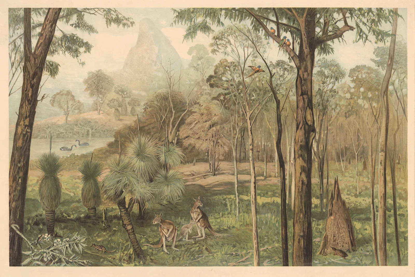Eucalyptus forest in South Australia av August Specht