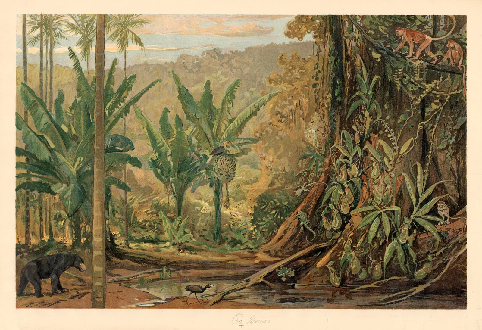 From Borneo av August Specht