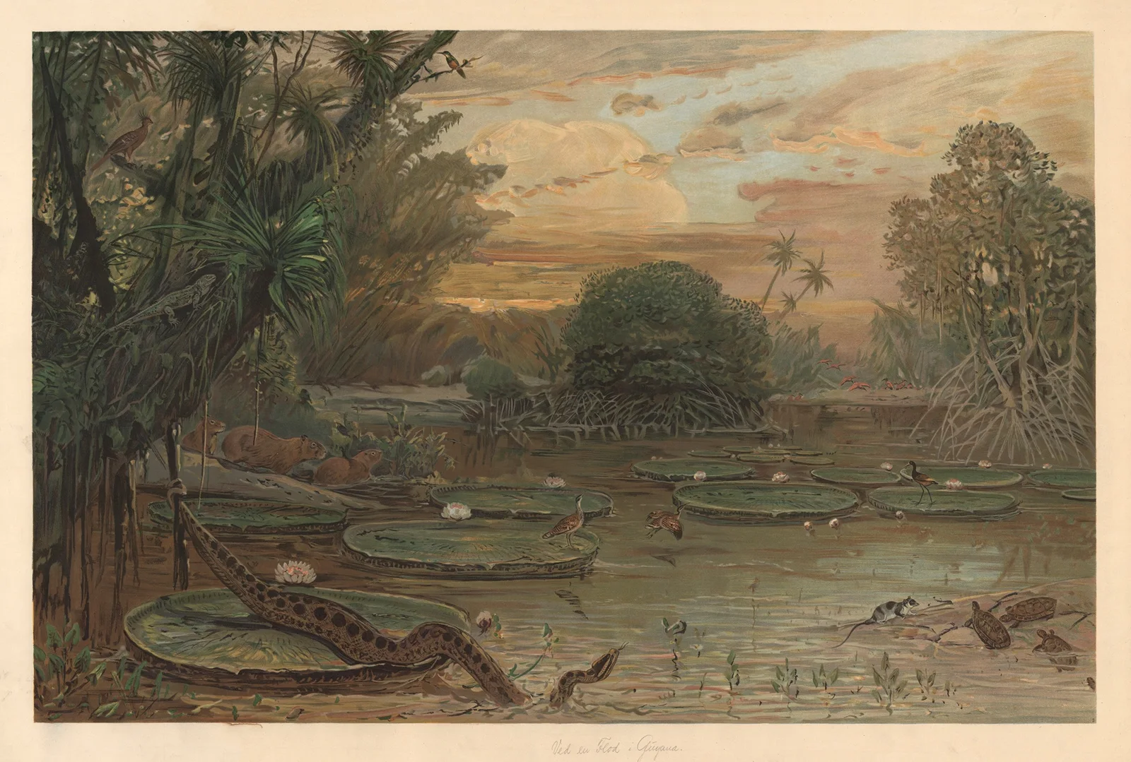 From Guyana av August Specht