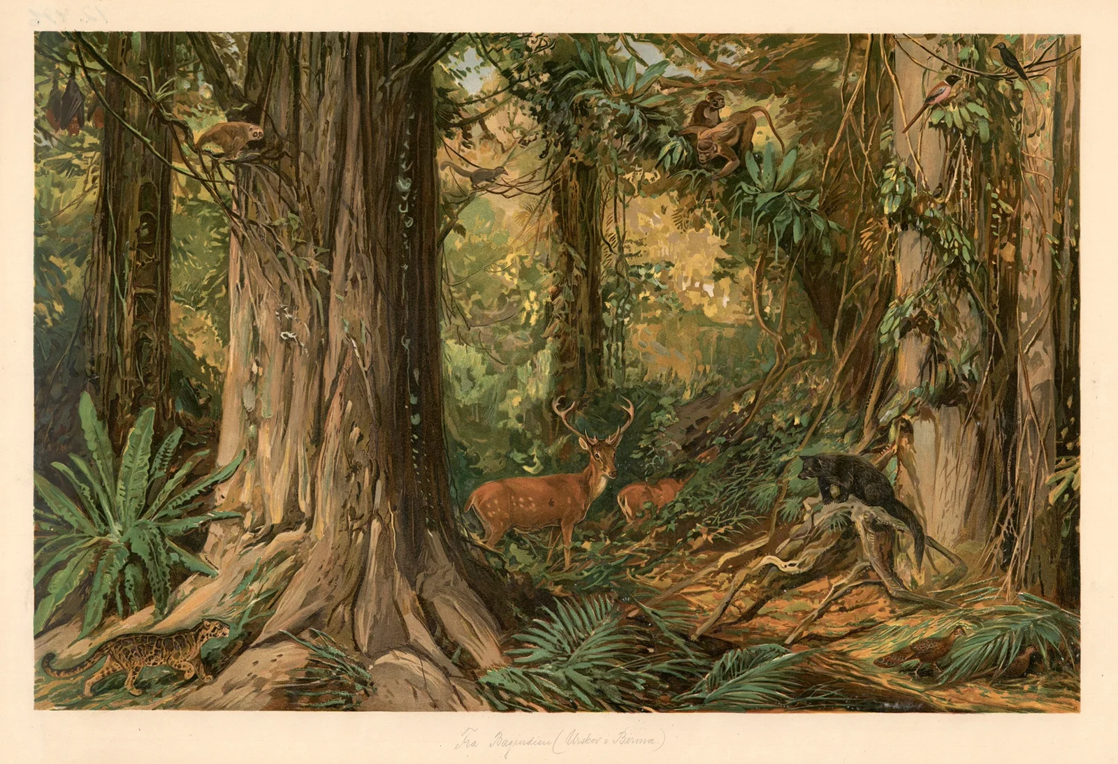 From Indochina (Burma) av August Specht