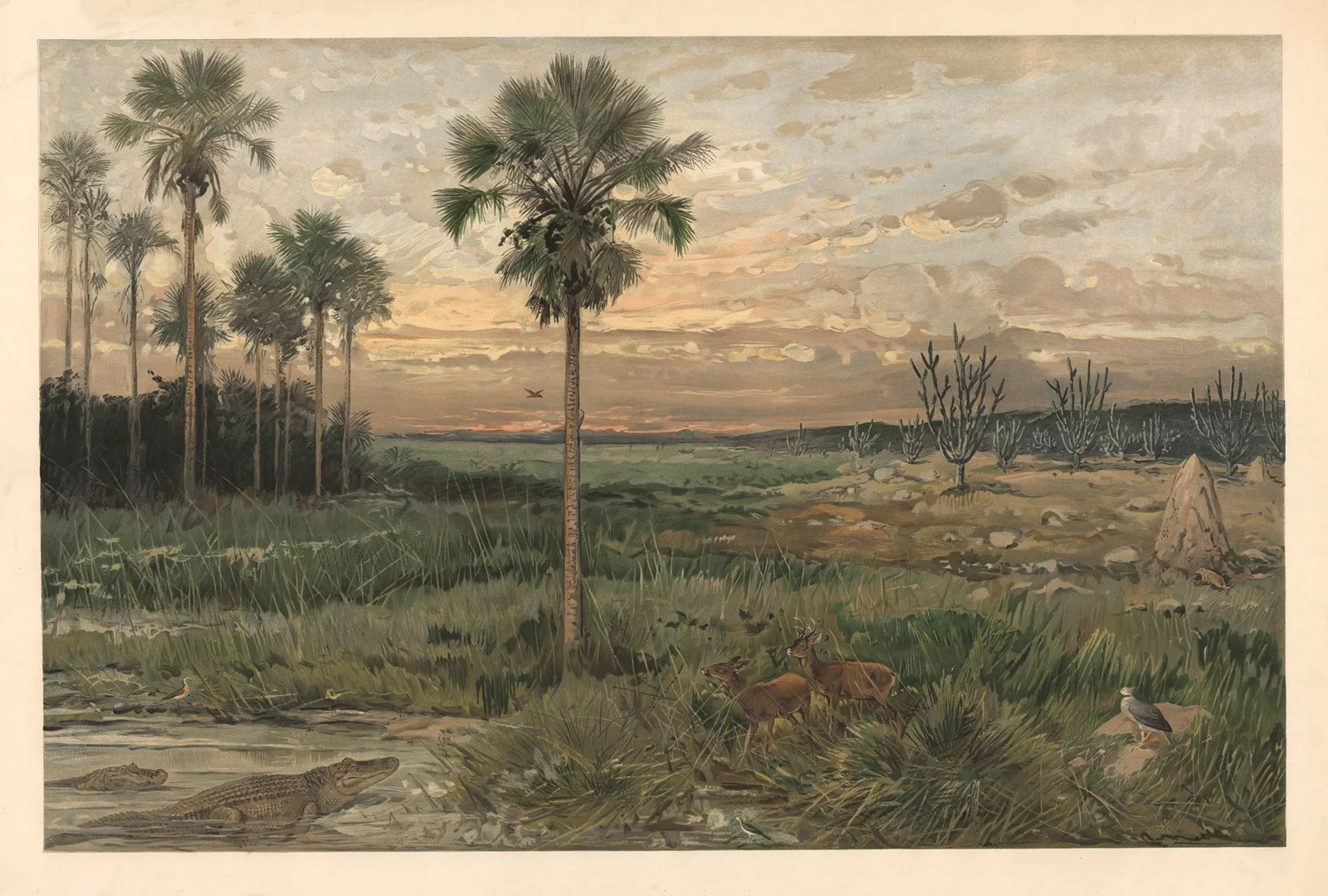 From Llanos av August Specht