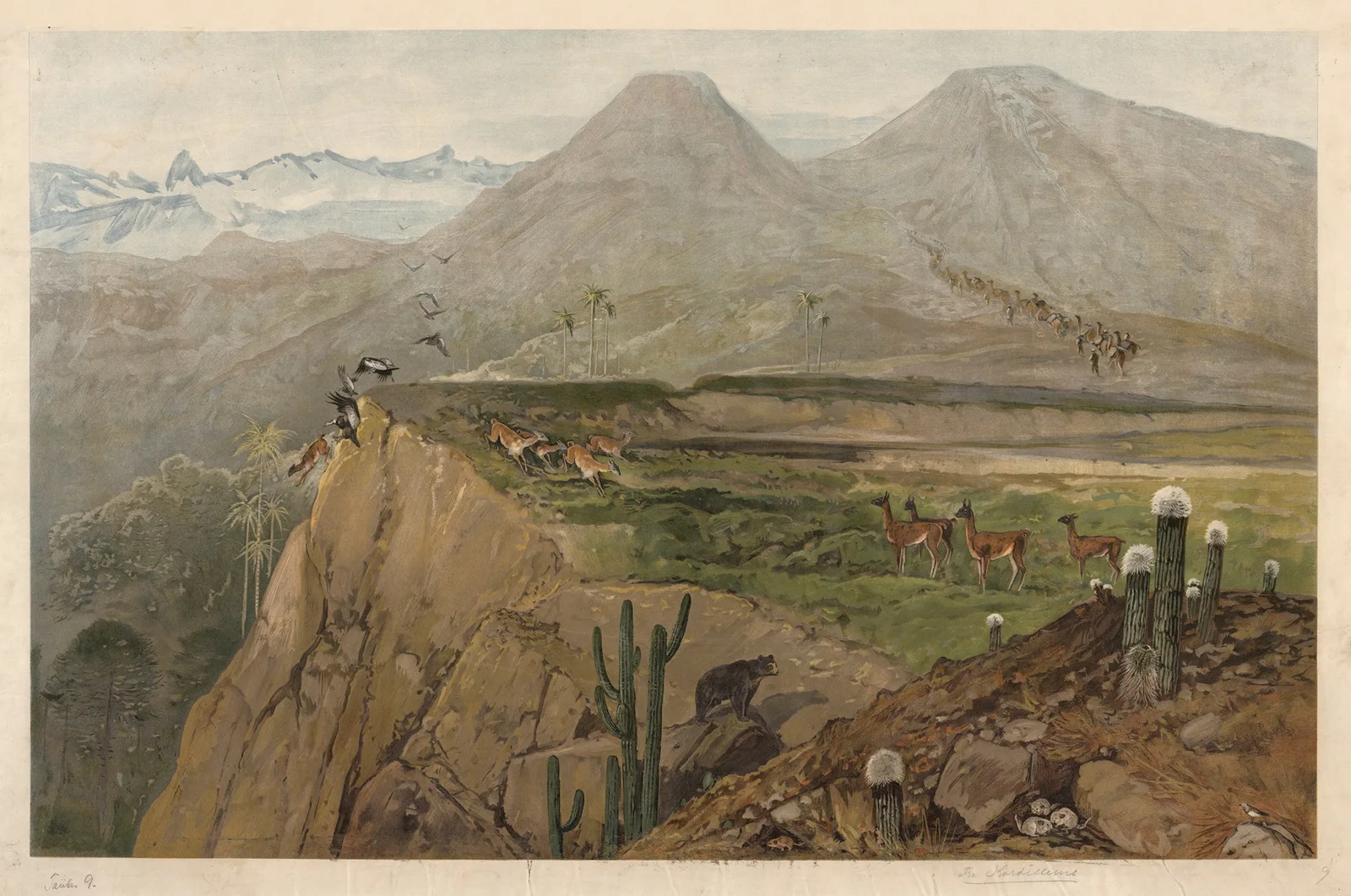 From the Cordilleras av August Specht