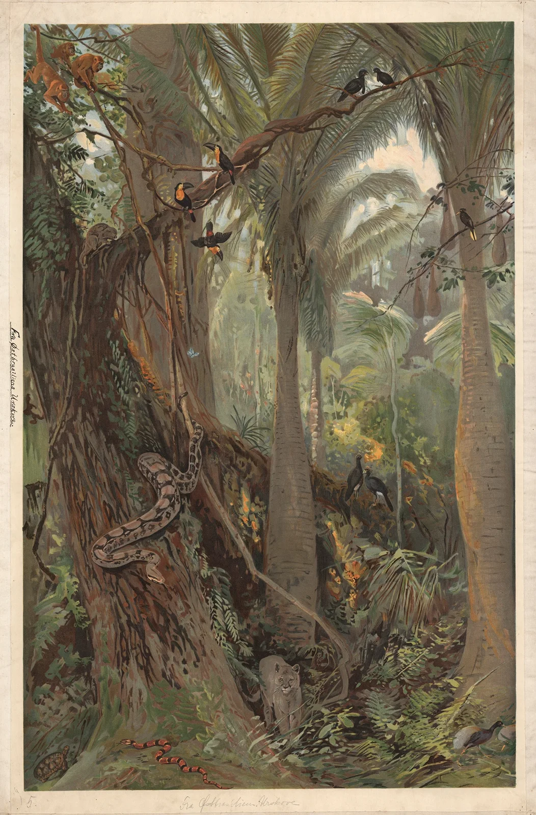 In an eastern Brazilian rainforest av August Specht