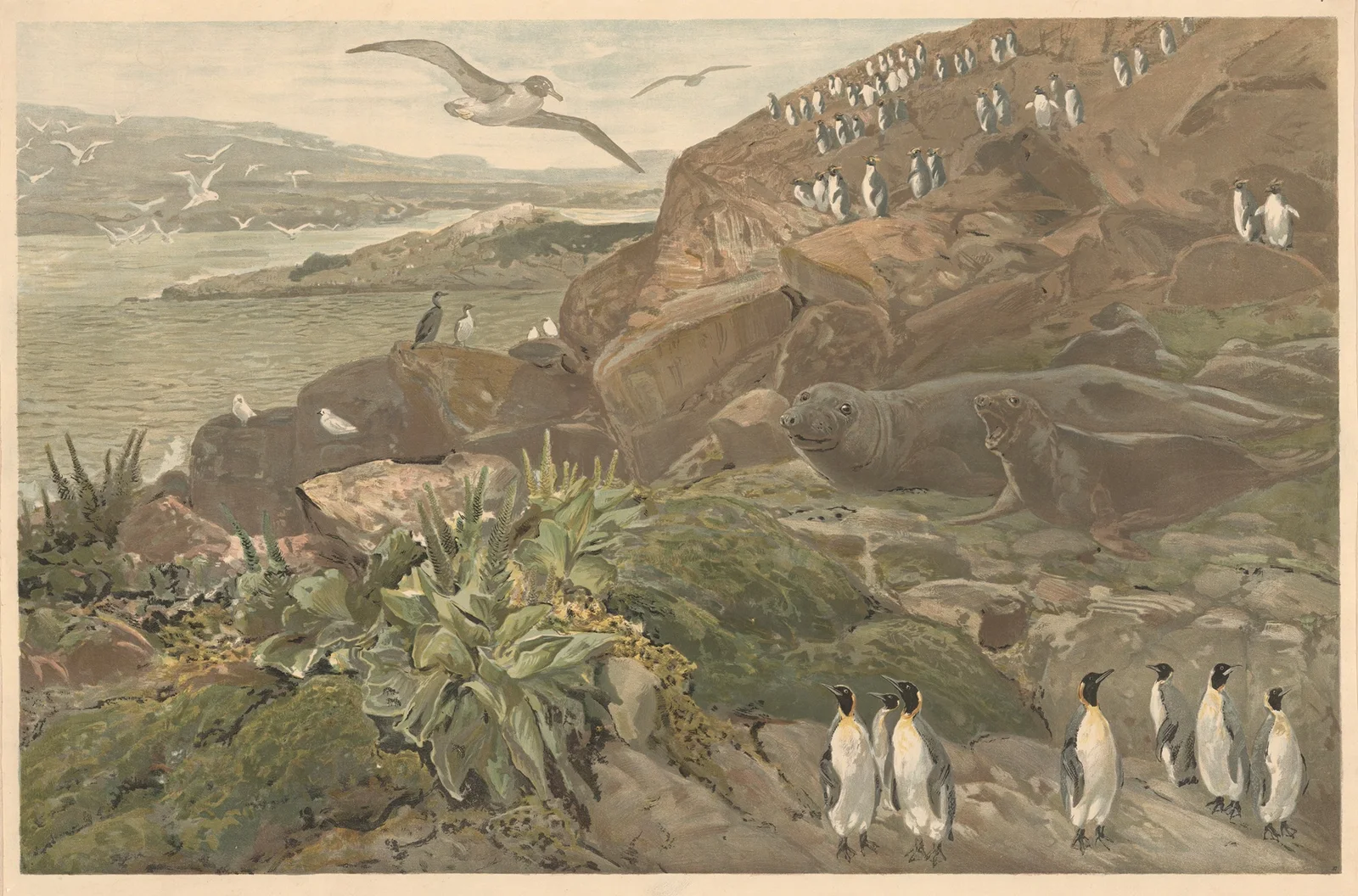 On Kerguelen (in the Southern Ocean) av August Specht