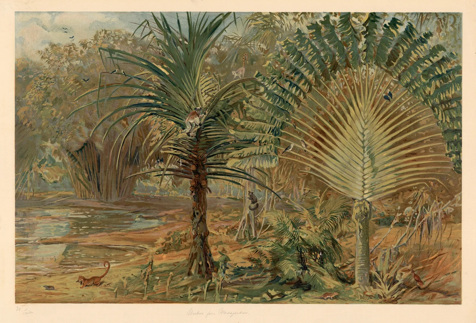 Primeval forest in Madagascar av August Specht