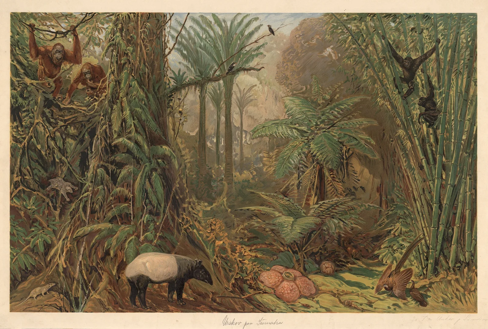 Primeval forest on Sumatra av August Specht